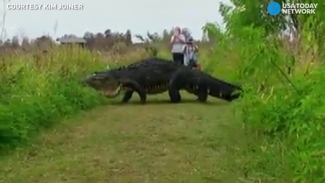Quand tu croises un crocodile qui ressemble plus à un dinosaure qu'à un simple crocodile