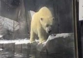 Saint Louis Zoo's Polar Bear Explores Freshly Fallen Snow