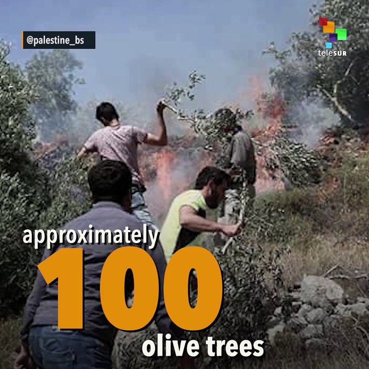 Settlers Destroy Palestinian Livelihoods