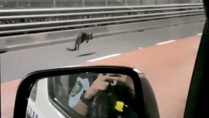 Course poursuite entre un wallaby et la police sur le pont de Sydney !