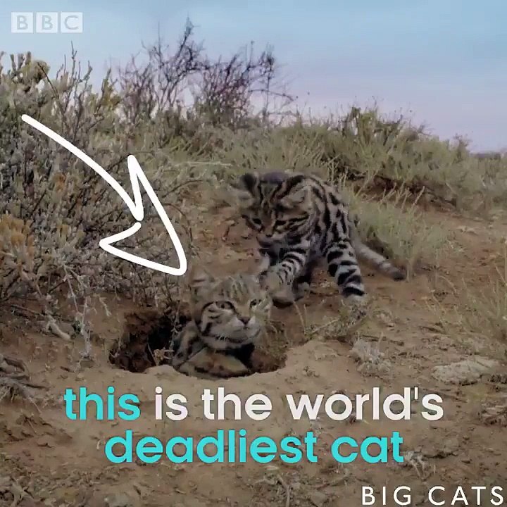 World's deadliest cat - Big Cats - BBC One - video Dailymotion