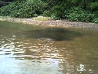 MONSTRO ESTRANHO ENCONTRADO EM LAGO