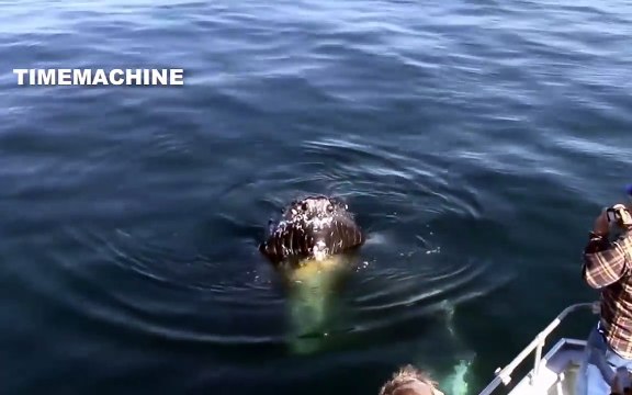 Huge Whales Swimming and Jumping Close To Boat