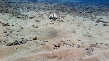 Beautiful Swimming Octopus