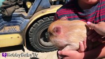 REAL SURPRISE Snorting PIGS! Horse   Farm Animals - Sheep and Goats Making No