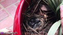 BABY Birds eat WORMS! Momma Feeds NEW