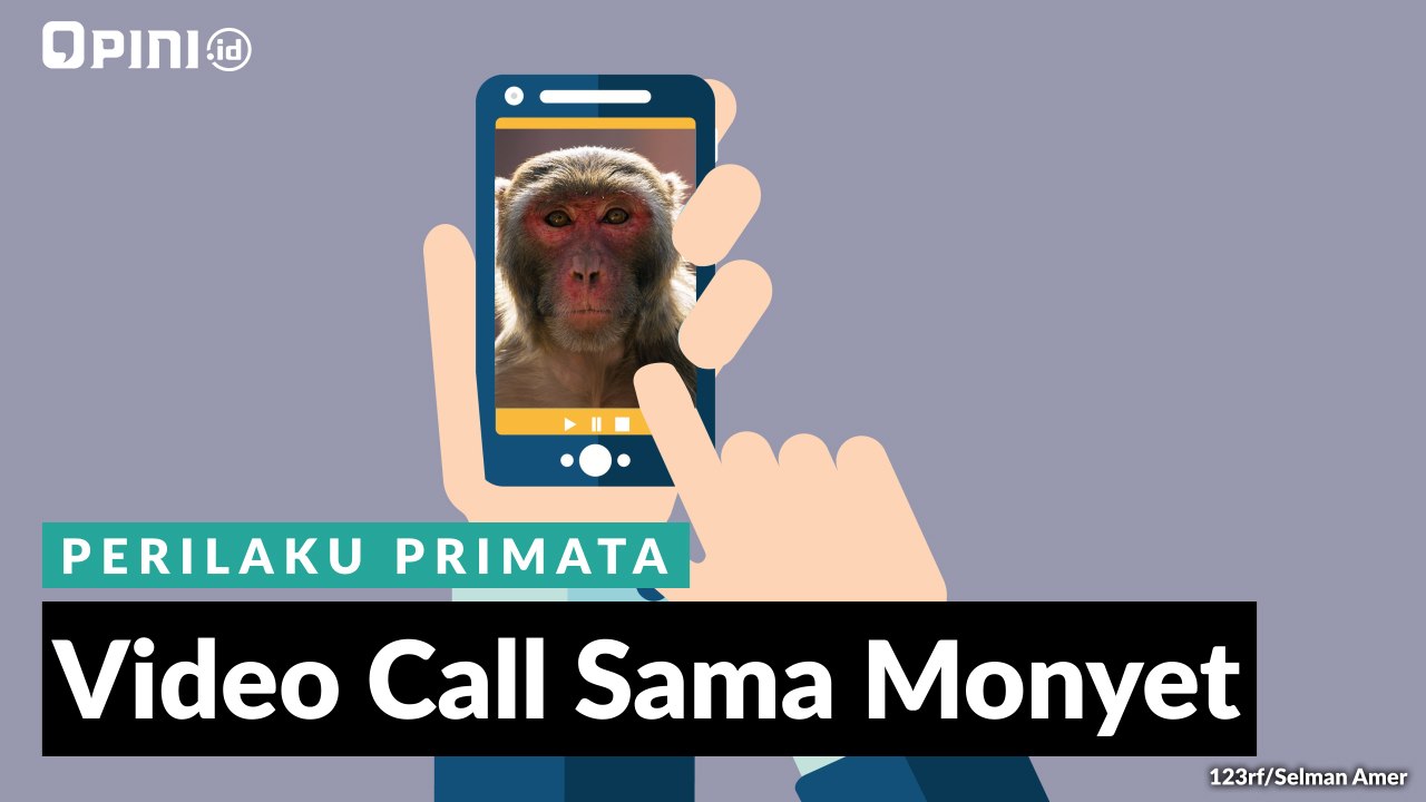 Video Call Sama Monyet