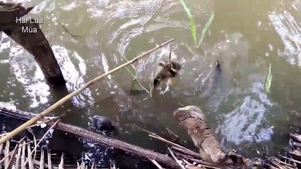 HEBAT!!! MANCING IKAN TERKUTUK DENGAN BEBEK