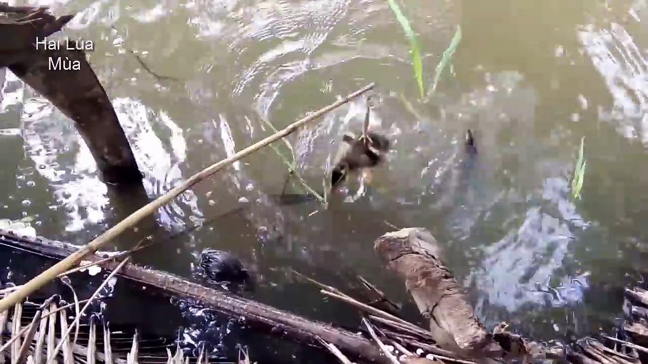 HEBAT!!! MANCING IKAN TERKUTUK DENGAN BEBEK