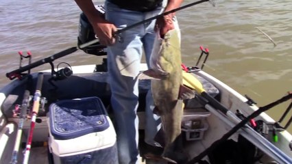 Using Birds To Find Feeding Catfish