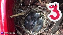 BABY Birds eat WORMS! Momma Feeds NEW Babies HobbyBabyTV-