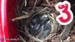 BABY Birds eat WORMS! Momma Feeds NEW B