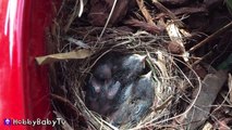 BABY Birds eat WORMS! Momma Feeds NEW Babies Hob