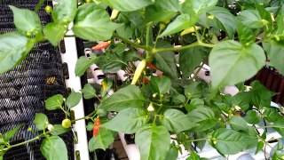 Hydroponic - Chili Pepper Growing (Menanam Cabe/Lombok)