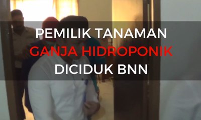 Pemilik Ganja Hidroponik Diciduk BNN