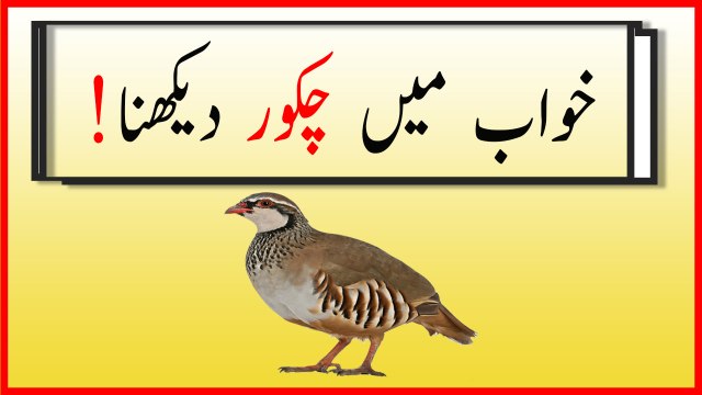 khwabon ki tabeer in urdu - khwab mein chakor dekhnay ki tabeer