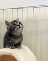 Phòng khám đa khoa Đại Đông - Cute cats #16