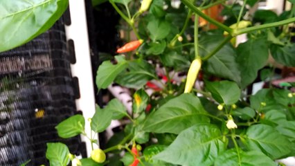Hydroponic - Chili Pepper Growing (Menanam Cabe/Lombok)