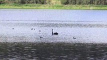 Silhouette Of Ducks On The Lake　石川秀馬