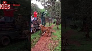 Tiger jumps 5 meter to catch meat | 2018