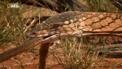 monitor lizard vs snake fight