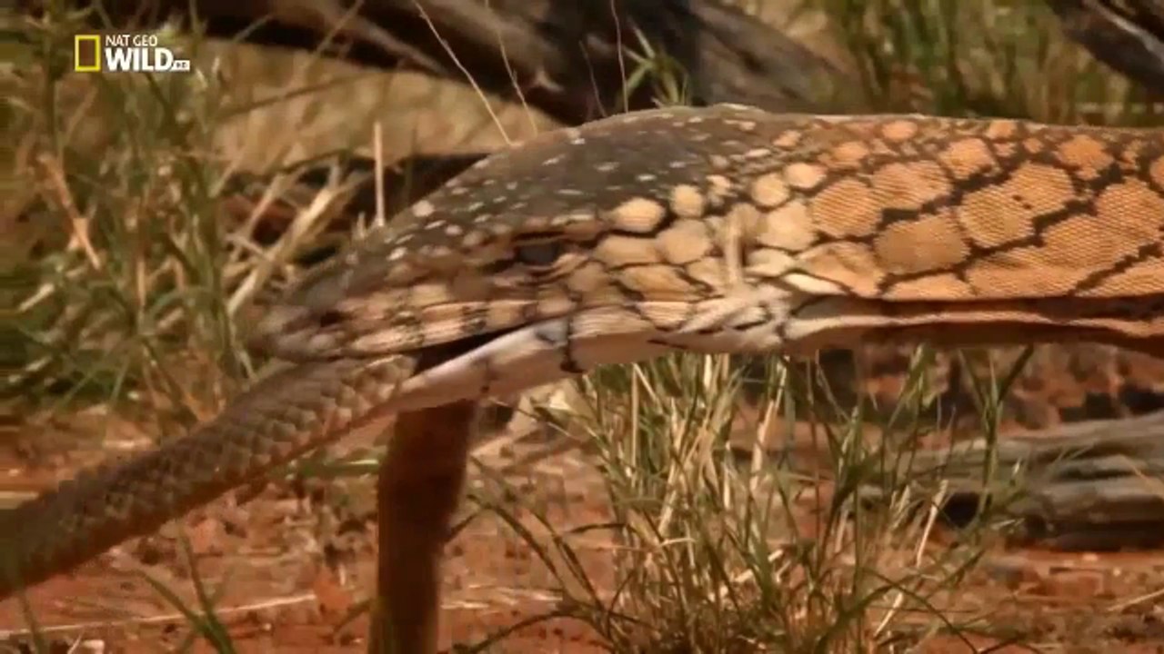 monitor lizard vs snake fight