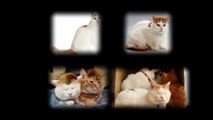 Turkish Van cats - Top most beautiful cats in the world.