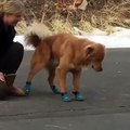 Ce chien n'est pas pret de marcher avec des talons