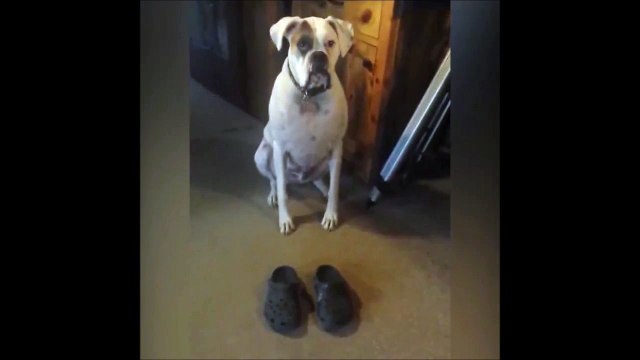 Il a appris à son chien à marcher avec des Crocs... Adorable