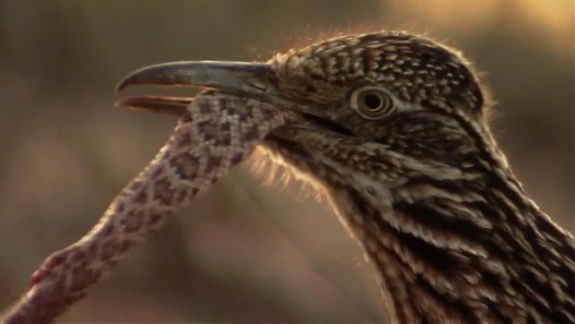 roadrunners hunting and eating rattlesnake - Amazing Snake Vs Birds
