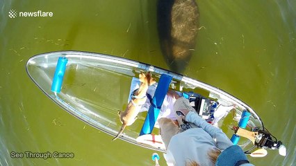Friendly manatee 'teaches' puppy how to roll over