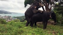 Saison d'amour des Elephants.. quelle grâce et délicatesse LOL