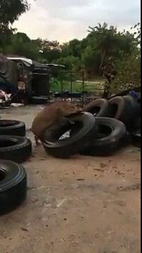 Ce cochon se reproduit.. avec un Pneu géant !