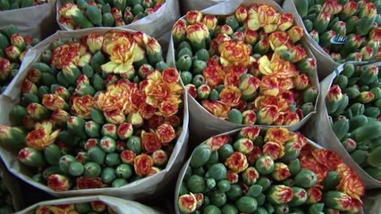 Kesme çiçek sektöründe 100 milyon dolarlık hedef