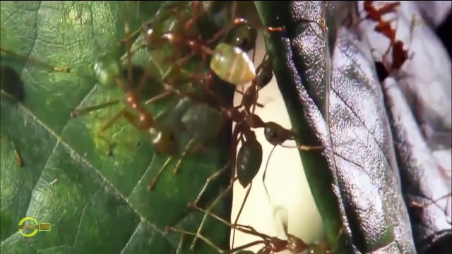 Sinh vật khỏe nhất trong thế giới hoang dã - Thế giới động vật - Thuyết minh