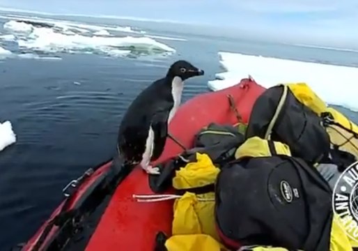 Curious Antarctic Penguin Leaps Onto Dingy