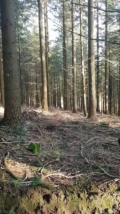 Un cerf en forêt
