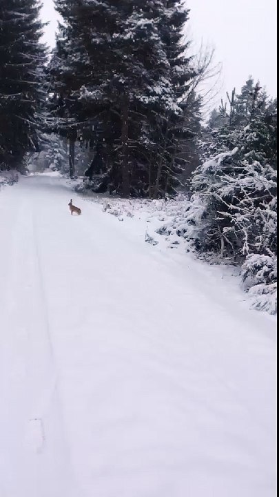 Liévre en Forêt