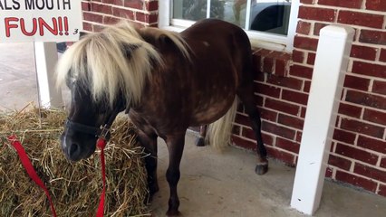 Hémorroïdes de poney ? Gratte-toi contre le mur ! Tellement efficace...