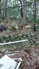 Chihuaha au ferme sur sanglier