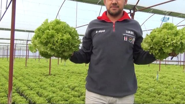 Marul tarlada 60 kuruş, pazarda 3 lira