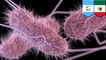 Cocoliztli epidemic connected to Salmonella subspecies