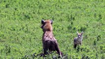 Hyena eating new born buffalo calf alive