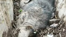 إنقاذ فیل صغیر عالق في قناة تصریف جنوب الصین