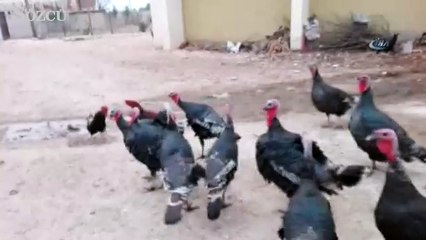 Dövüşen horozları hindiler ayırdı