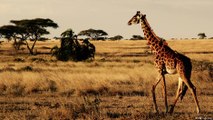 ONG protege girafas em perigo na África Ocidental