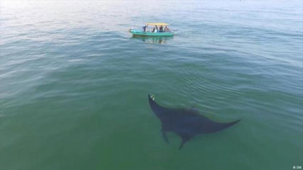 Arraias gigantes correm perigo