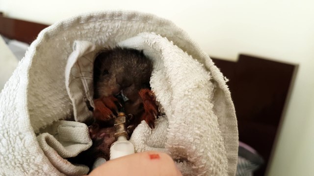 Rescued baby squirrel try to eat