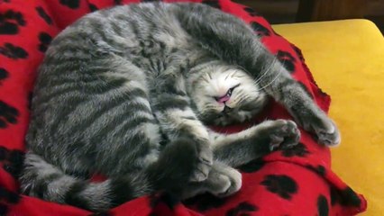 ce chat boit en dormant