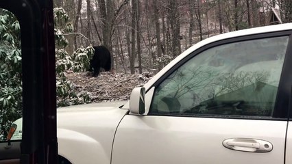 Des oursons coincés dans une voiture